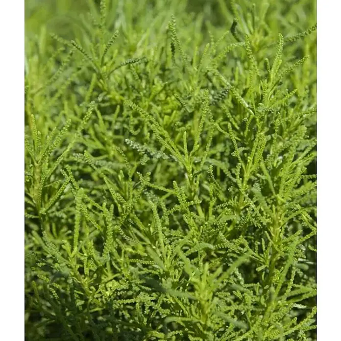 Piardino Santolina Oliva - Santolina  chamaecyparissus - Primer plano