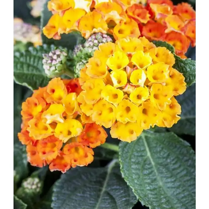 Piardino Lantana - Lantana Camara, Tamaño de maceta: 18 cm - Primer plano