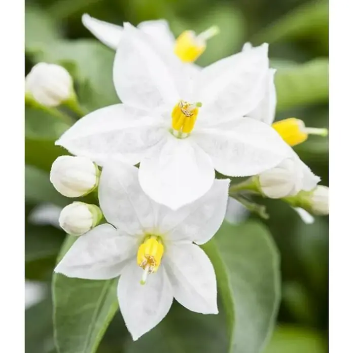 Piardino Jazmín nocturno - Solanum jasminoides, Tamaño de maceta: 17 cm - Primer plano
