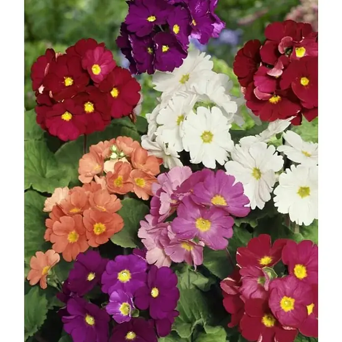 Piardino Prímula - Primula obconica, Tamaño de maceta: 12 cm, En función de la variedad - Primer plano