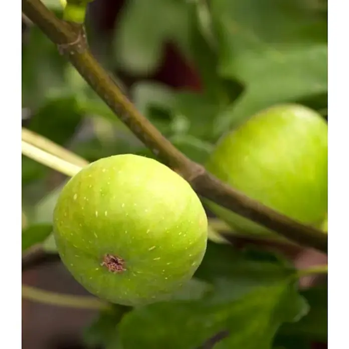 Higuera - Ficus carica, Tamaño de maceta: 20 cm - Primer plano