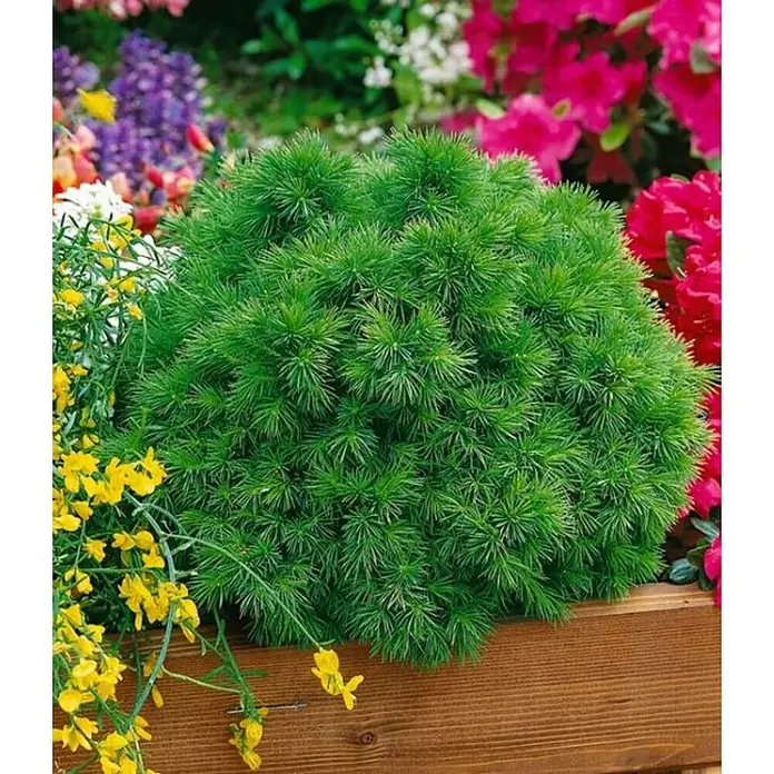 Picea blanca - Picea glauca, Tamaño de maceta: 3 cm - Foto ambiente