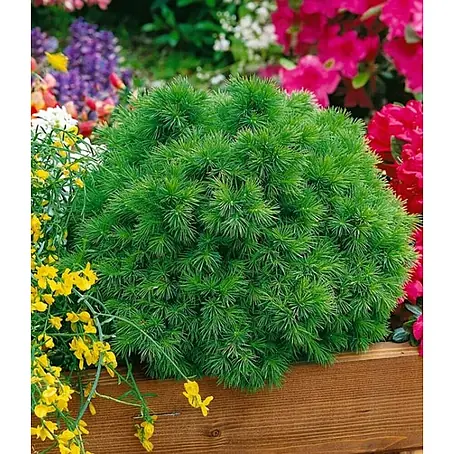 Picea blanca