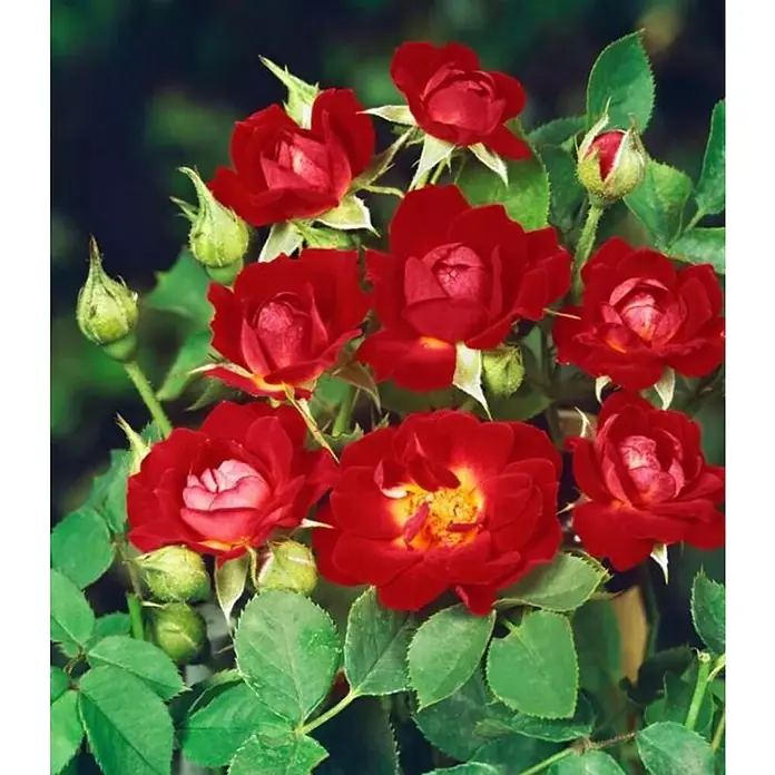 Piardino Rosa híbrida - Rosal Hybrido, Rojo - Primer plano