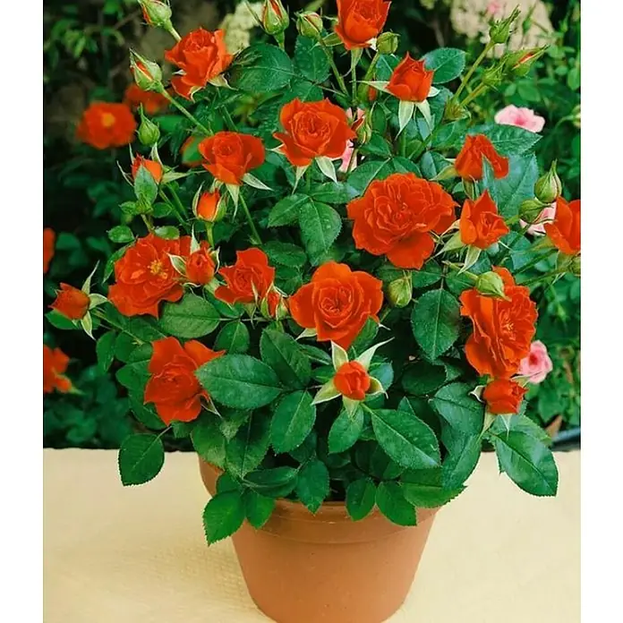Piardino Rosa híbrida - Rosal Hybrido, Rojo - Foto ambiente