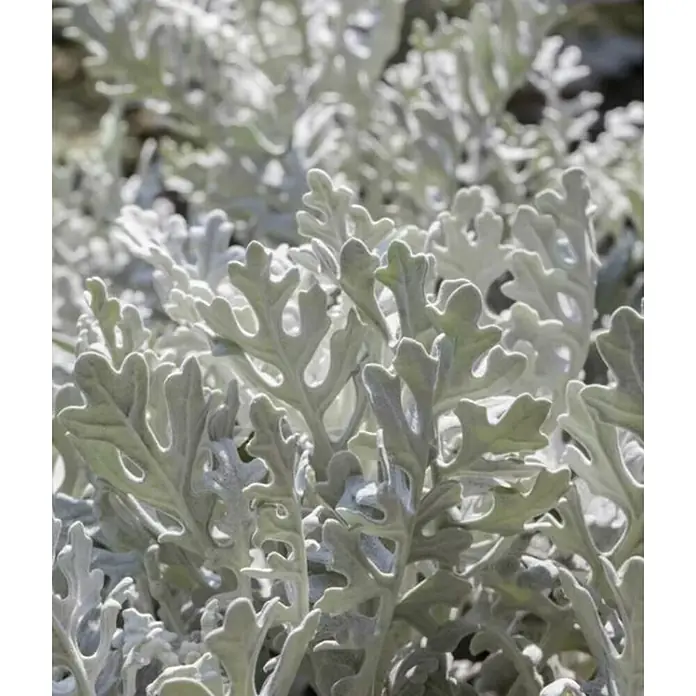 Piardino Cineraria - Cineraria, Tamaño de maceta: 14 cm - Primer plano