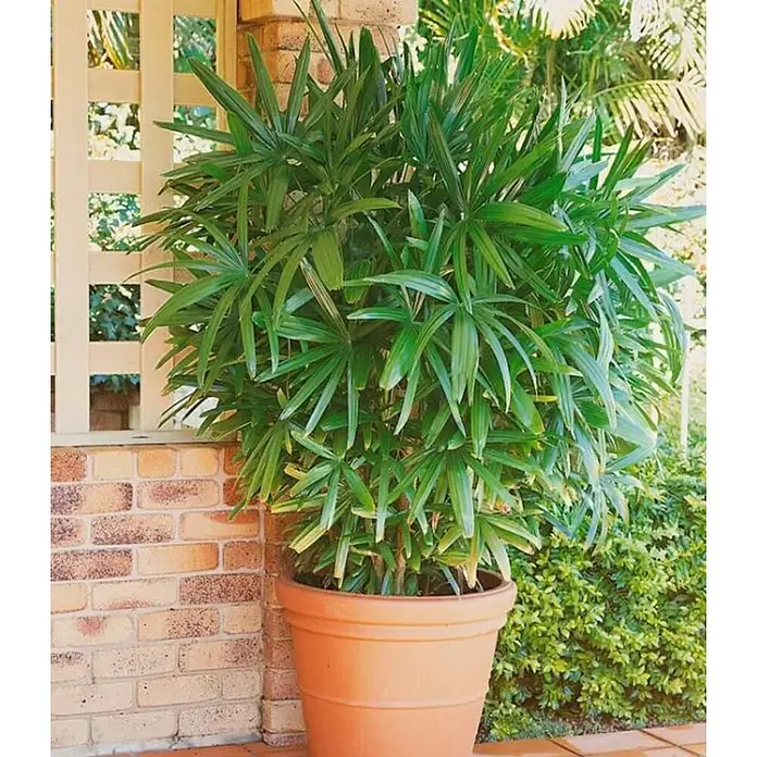 Bambú - Phyllostachys aurea, Altura de crecimiento actual: 175 cm - Foto ambiente