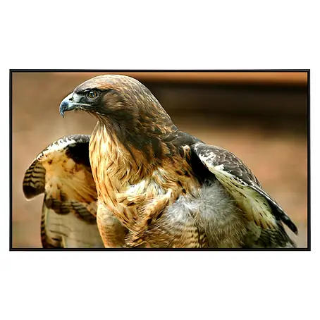 Papermoon  Infrarot-Bildheizkörper Red Tail Hawk