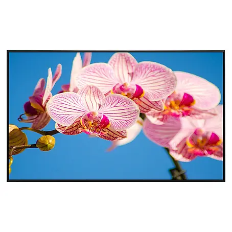Papermoon  Infrarot-Bildheizkörper Rosa Phalaenopsis Orchidee