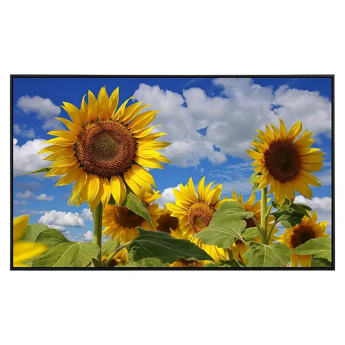 Papermoon Infrarot-Bildheizkörper Sonnenblumen 2 - 60 x 60 cm, 350 W - Vorderansicht
