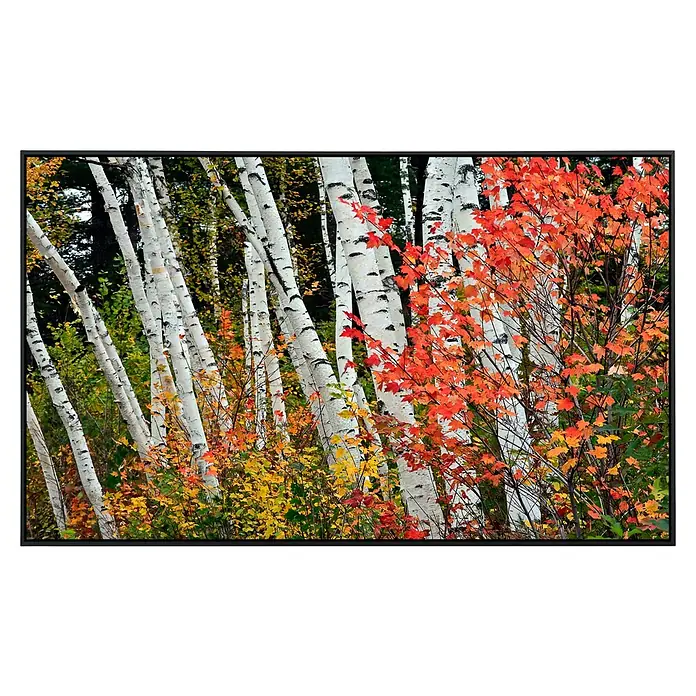 Papermoon Infrarot-Bildheizkörper Herbst Birkenwald 1 - 120 x 60 cm, 750 W - Vorderansicht