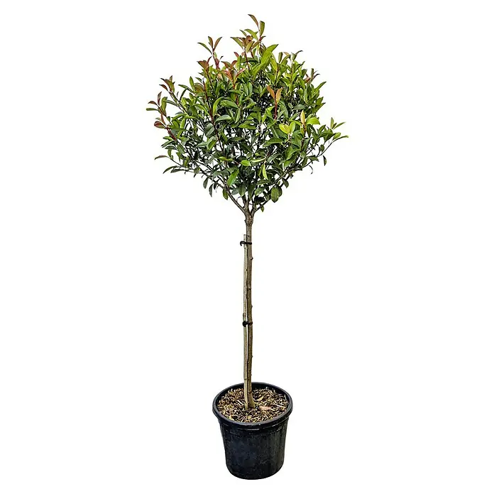 Piardino Glanzmispel Halbstamm - Photinia fraseri 'Red Robin' - Vorderansicht