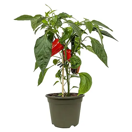Piardino  Paprika