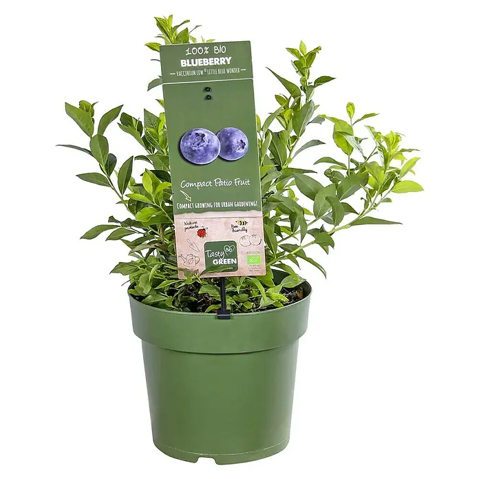 Piardino Heidelbeere - Vaccinium corymbosum 'Little Blue Wonder', Topfgröße: 21 cm, Erntezeit: Juli - August - Vorderansicht
