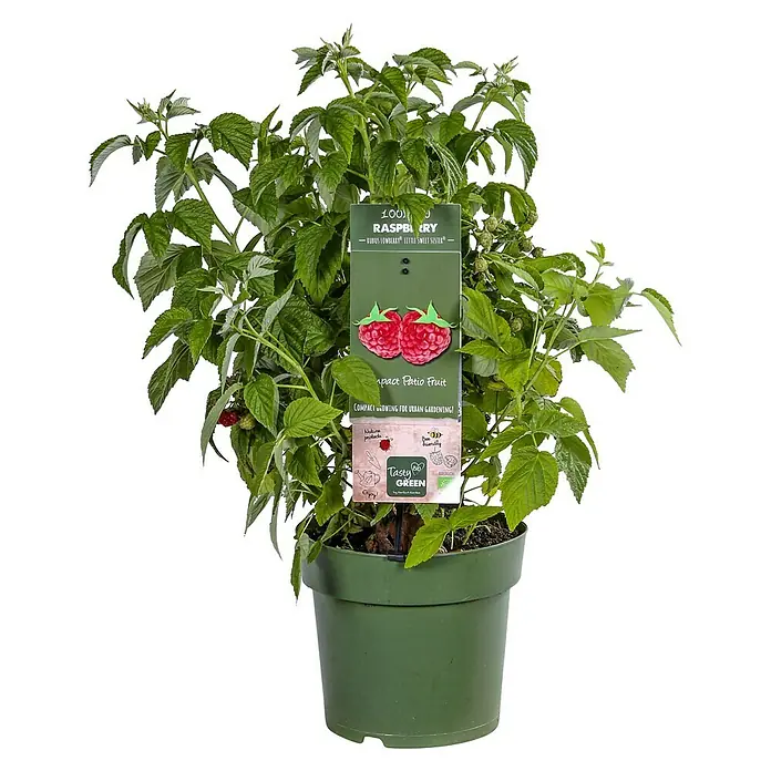 Piardino Himbeere - Rubus idaeus 'Lowberry Little Sweet Sister', Topfgröße: 21 cm, Erntezeit: Juli - September - Vorderansicht