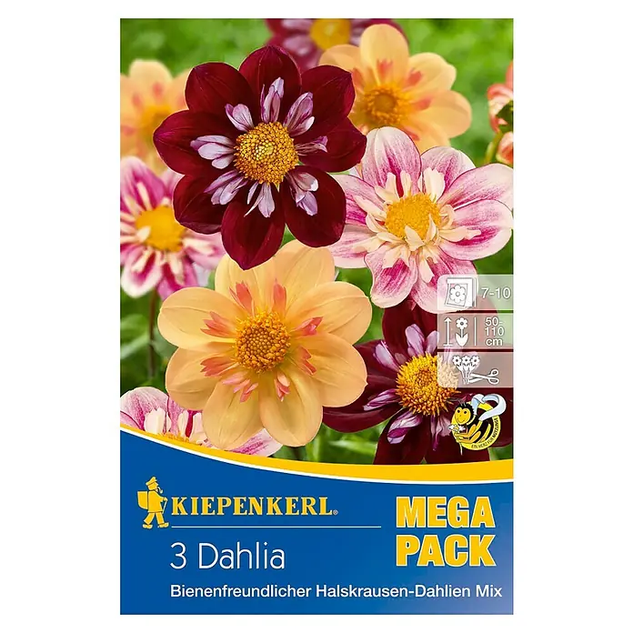 Kiepenkerl Herbstblumenzwiebeln - 3 Stk. - Vorderansicht