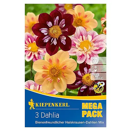 Kiepenkerl  Herbstblumenzwiebeln