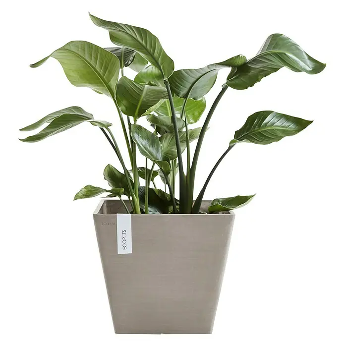 Ecopots Pflanzkasten Rotterdam - Außenmaß (L x B x H): 30 x 30 x 26 cm, Kunststoff, Taupe - Vorderansicht