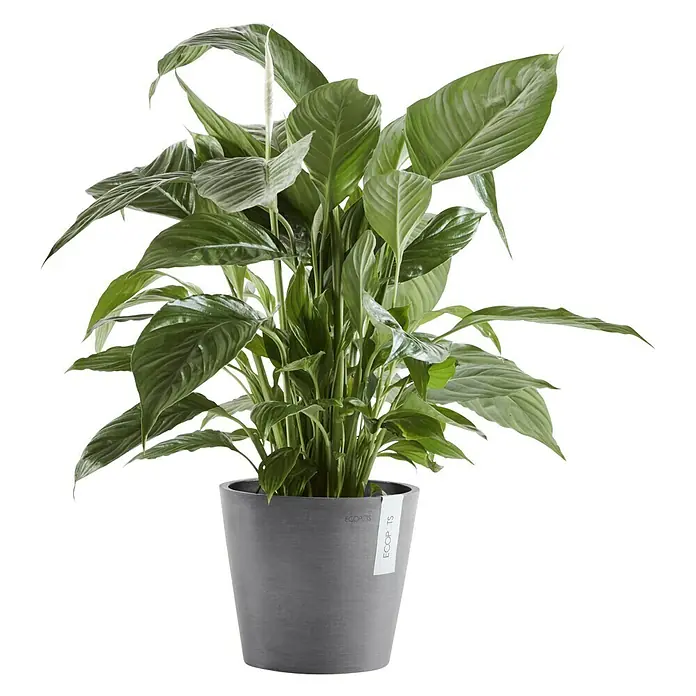 Ecopots Amsterdam Pflanztopf - Außenmaß (Ø x H): 20 x 17,5 cm, Kunststoff, Grau - Vorderansicht