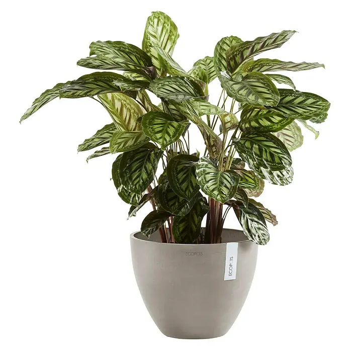 Ecopots Pflanztopf Antwerpen - Außenmaß (Ø x H): 40 x 30 cm, Kunststoff, Taupe - Vorderansicht