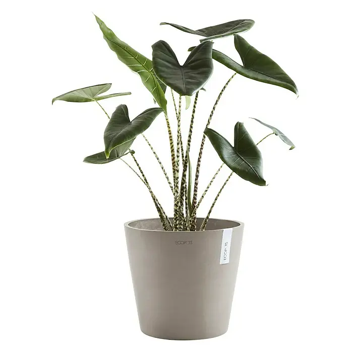 Ecopots Amsterdam Pflanztopf - Außenmaß (Ø x H): 30 x 26 cm, Kunststoff, Taupe - Vorderansicht
