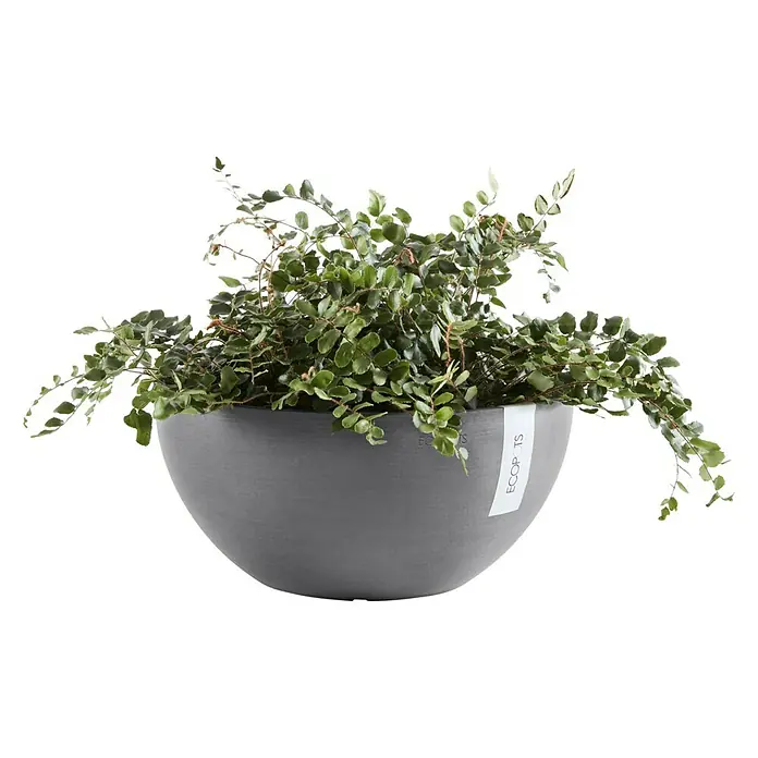 Ecopots Pflanzschale rund Brussels - Außenmaß (Ø x H): 30 x 14 cm, Kunststoff, Grau - Vorderansicht