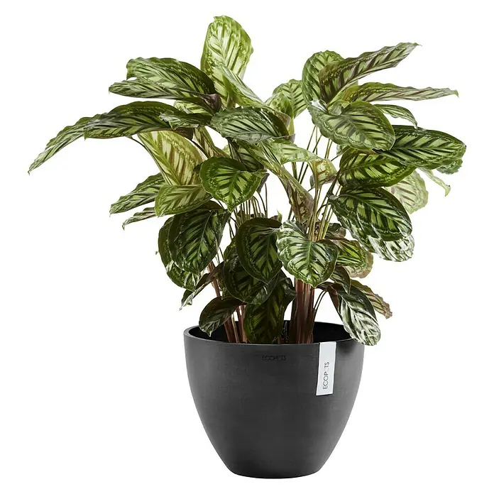 Ecopots Pflanztopf Antwerpen - Außenmaß (Ø x H): 30 x 25,5 cm, Kunststoff, Dunkelgrau - Vorderansicht