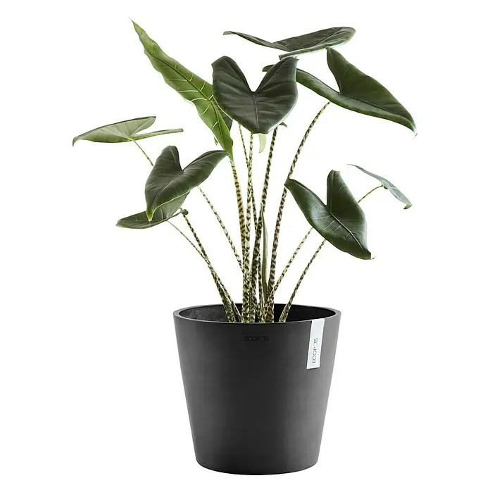 Ecopots Amsterdam Pflanztopf - Außenmaß (Ø x H): 40 x 35 cm, Kunststoff, Dunkelgrau - Vorderansicht