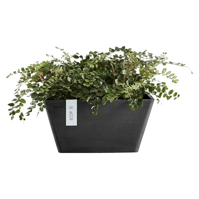 Ecopots Pflanzschale eckig Berlin - Außenmaß (L x B x H): 31 x 31 x 15,5 cm, Kunststoff, Dunkelgrau - Vorderansicht