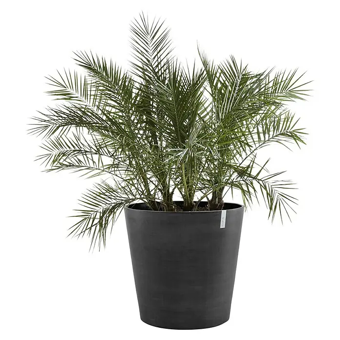 Ecopots Amsterdam Pflanzkübel rund - Außenmaß (Ø x H): 56 x 60 cm, Kunststoff, Dunkelgrau, Ausstattung Pflanzgefäß: Rollen - Vorderansicht