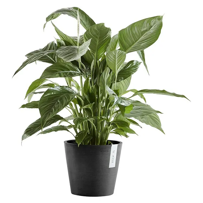 Ecopots Amsterdam Pflanztopf - Außenmaß (Ø x H): 20 x 17,5 cm, Kunststoff, Dunkelgrau - Vorderansicht