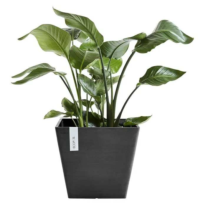 Ecopots Pflanzkasten Rotterdam - Außenmaß (L x B x H): 30 x 30 x 26 cm, Kunststoff, Dunkelgrau - Vorderansicht