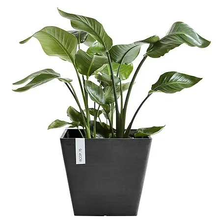 Ecopots  Pflanzkasten Rotterdam