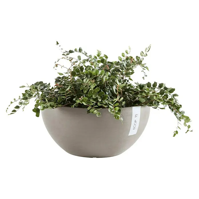 Ecopots Pflanzschale rund Brussels - Außenmaß (Ø x H): 30 x 14 cm, Kunststoff, Taupe - Vorderansicht