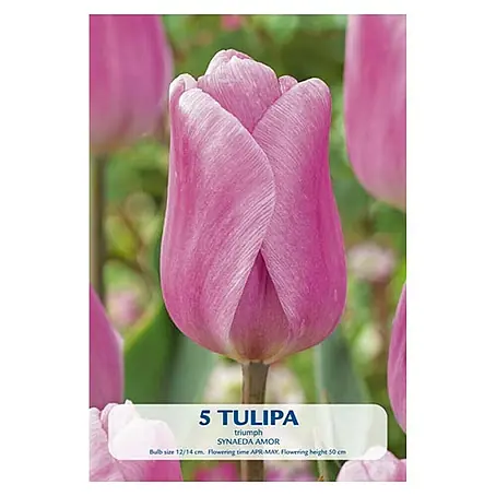 Cvjetne lukovice Tulipan Synade Amor