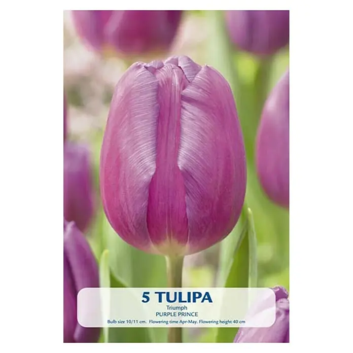 Cvjetne lukovice Tulipan Triumph Purple Prince - Ljubičasta, Botanički opis: Tulipa - Pogled sprijeda