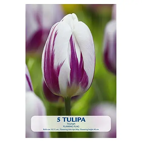 Cvjetne lukovice Tulip Triumph Flaming Flag Purple/White