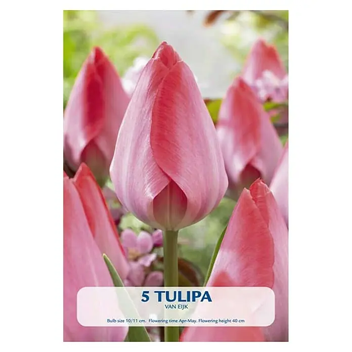 Cvjetne lukovice Tulipan Van Eijk - Roza, Botanički opis: Tulipa - Pogled sprijeda