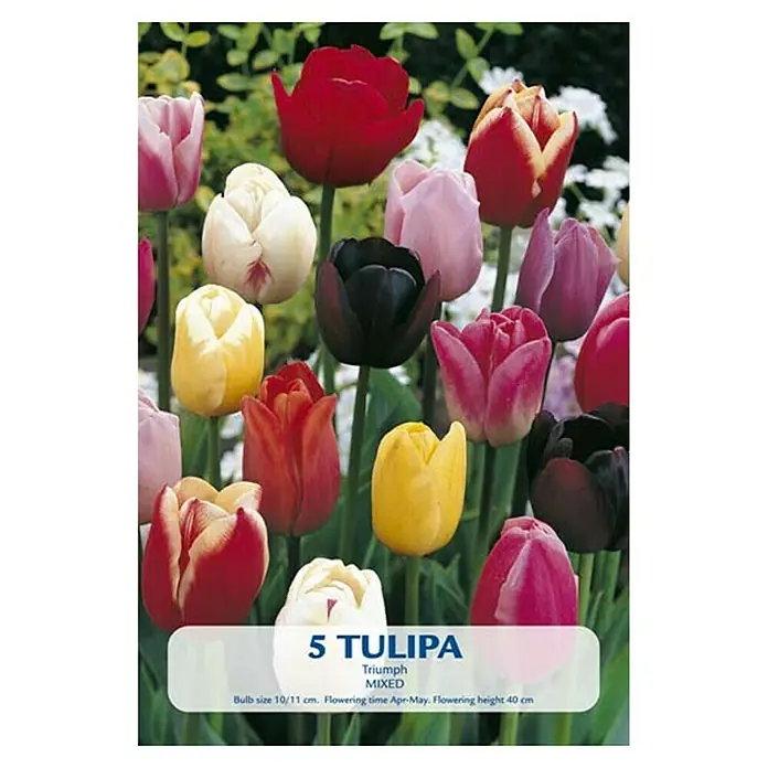 Cvjetne lukovice Tulipan Triumph - Mješane boje, Botanički opis: Tulipa - Pogled sprijeda