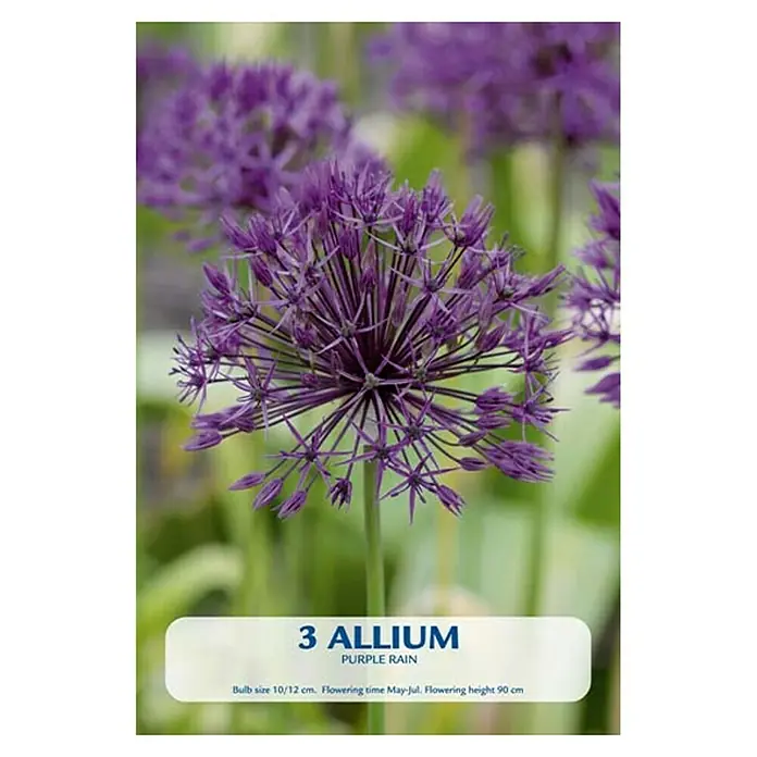 Cvjetne lukovice Allium Purple Rain - Ljubičasta, Botanički opis: Allium - Pogled sprijeda