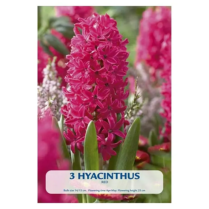 Cvjetne lukovice Zumbul Red - Crvena, Botanički opis: Hyacinthus - Pogled sprijeda