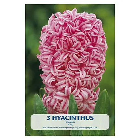 Cvjetne lukovice Zumbul Pink