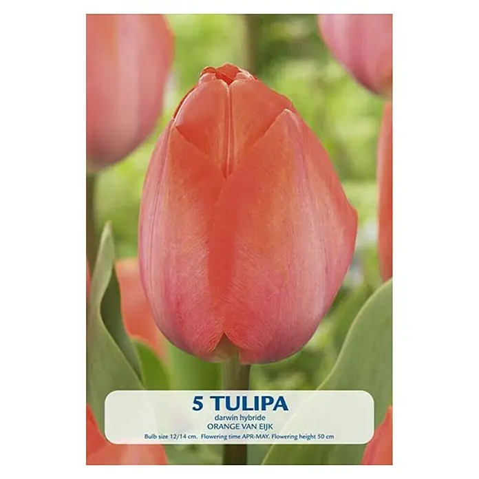 Cvjetne lukovice Tulipan Orange van Eijk - Narančasta, Botanički opis: Tulipa - Pogled sprijeda