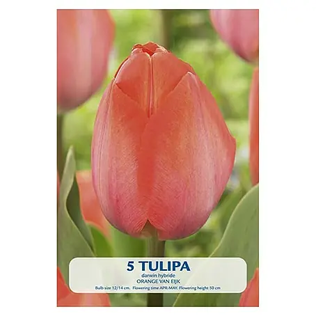 Cvjetne lukovice Tulipan Orange van Eijk