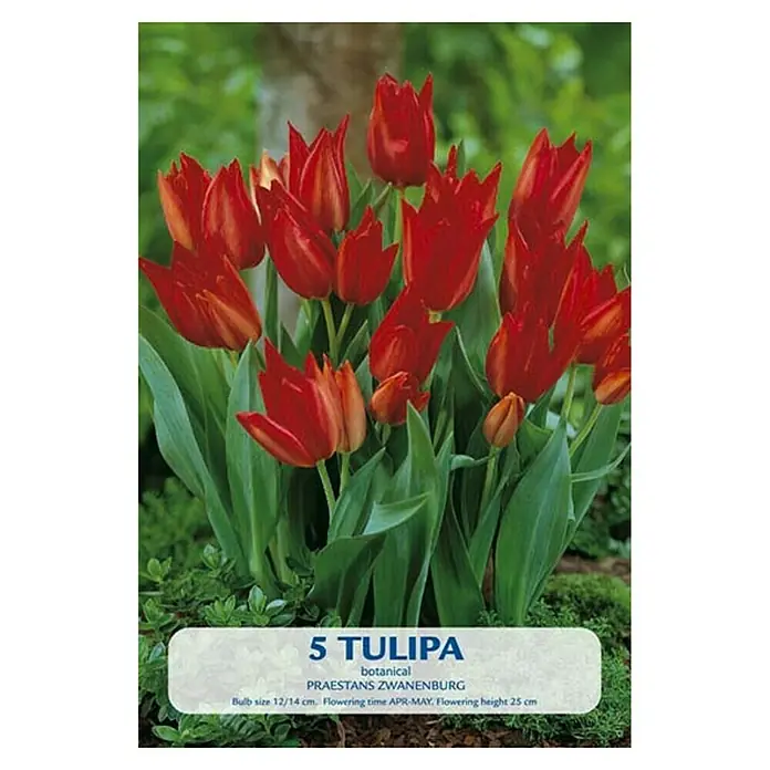 Cvjetne lukovice Tulipan Praestans Zwanenburg - Crvena, Botanički opis: Tulipa - Pogled sprijeda