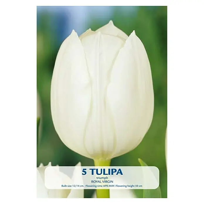 Cvjetne lukovice Budget Collection Royal Virgin - Bijela, Botanički opis: Tulipa - Pogled sprijeda