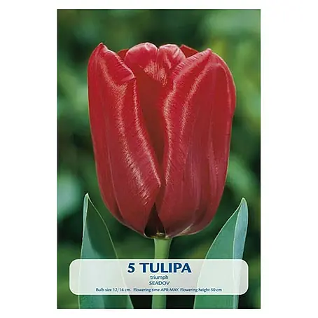 Cvjetne lukovice Tulipan Seadov