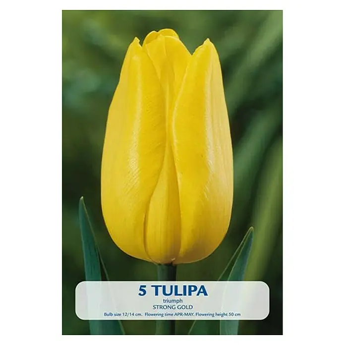 Cvjetne lukovice Tulipan Strong Gold - Žuta, Botanički opis: Tulipa - Pogled sprijeda
