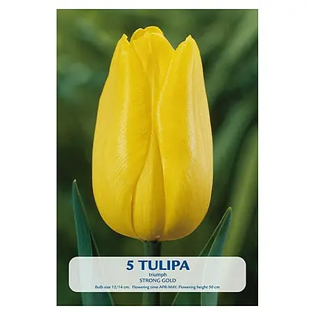 Cvjetne lukovice Tulipan Strong Gold