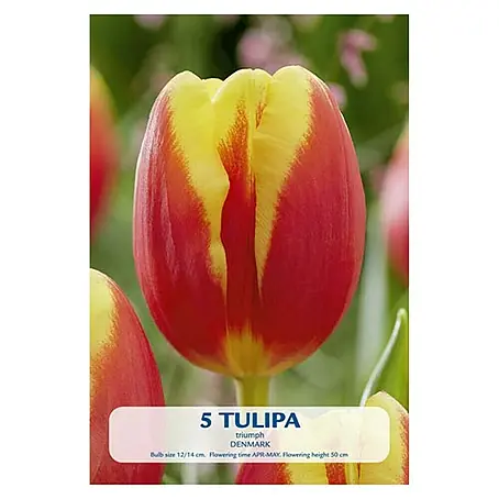 Cvjetne lukovice Tulipan Denmark